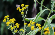 20th Aug 2024 - Little butterfly