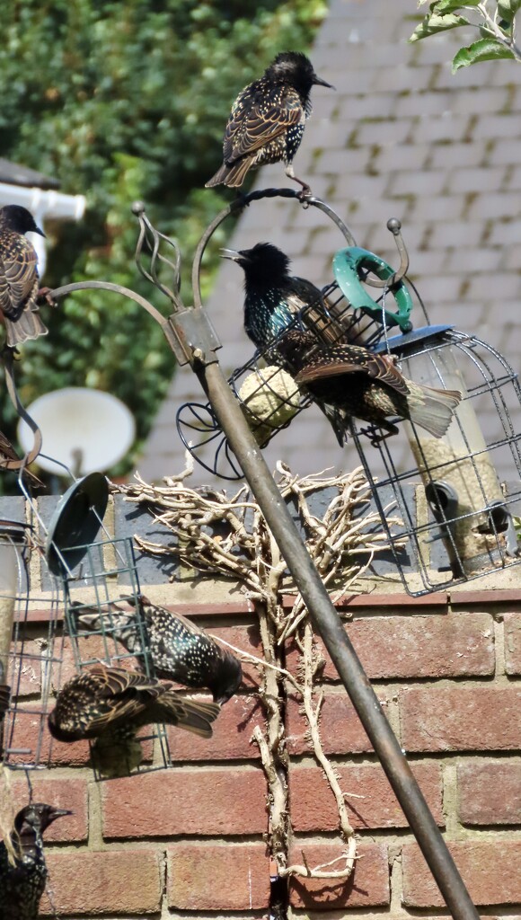 Squabbling starlings by orchid99