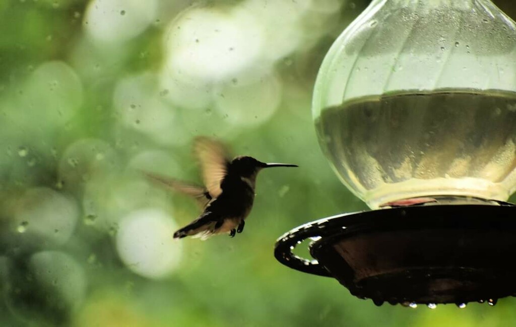 My New Hummingbird Feeder by alophoto