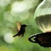 My New Hummingbird Feeder by alophoto