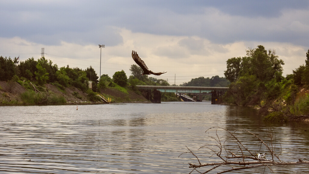 Flying beauty by 365projectorgchristine