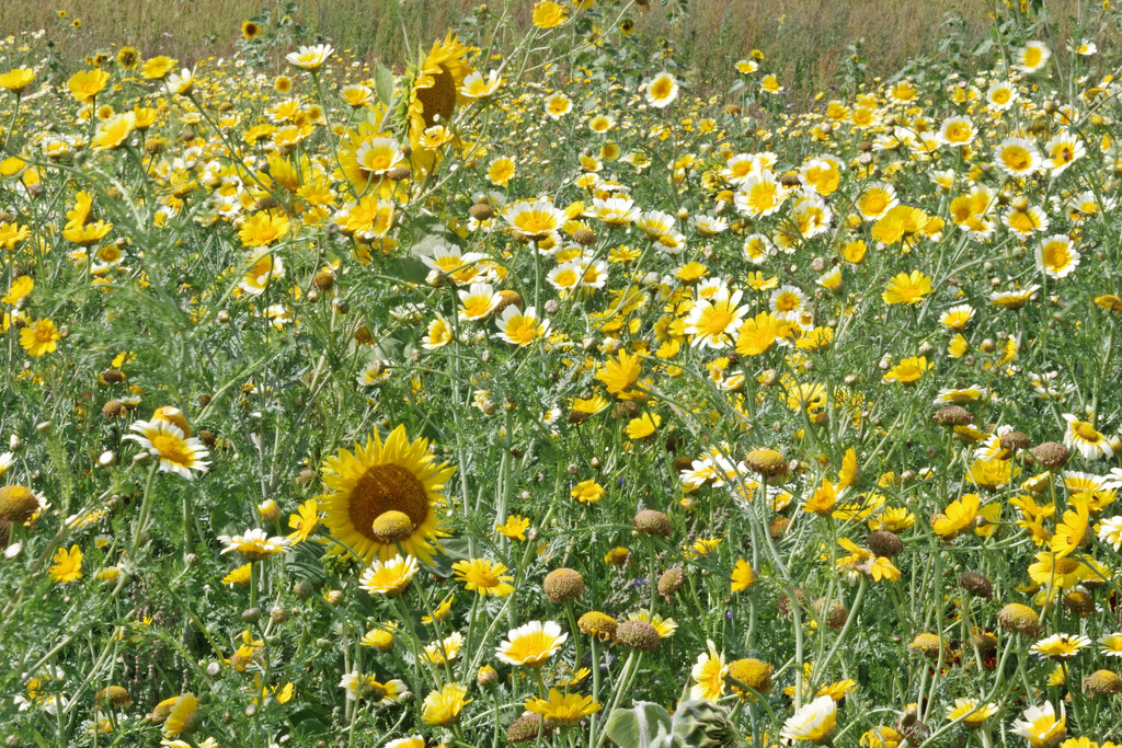 Field of Gold by 30pics4jackiesdiamond