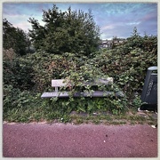 13th Aug 2024 - Thorn bench