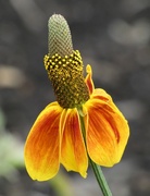 20th Aug 2024 - Upright Prairie Coneflower