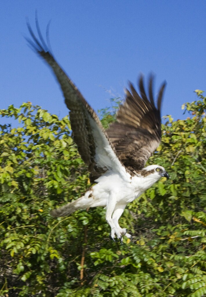 Osprey by photohoot