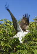 20th Aug 2024 - Osprey