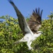 Osprey by photohoot