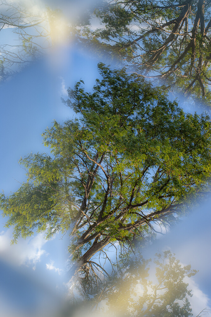 honey locust by aecasey