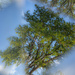 honey locust by aecasey