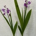 Chinese Ground Orchids