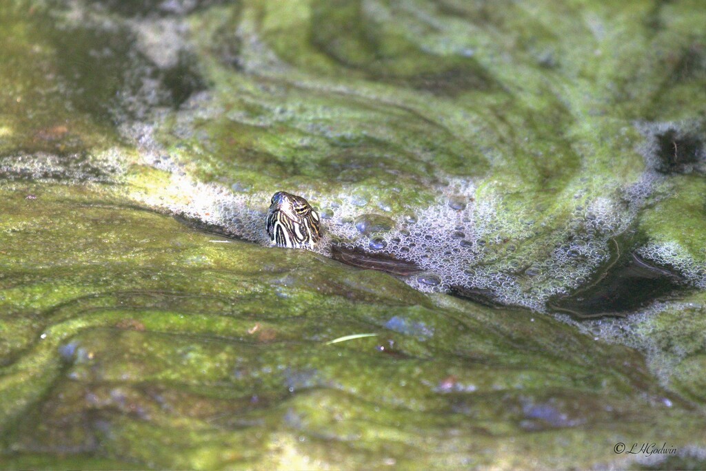 LHG_3287Turtle head in the crevace by rontu