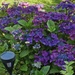 Fabulous colour Hydrangea 