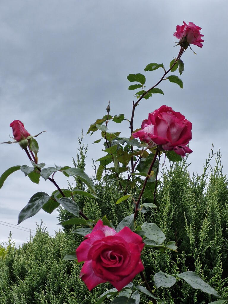 Roses in the conifer by janetr