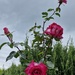 Roses in the conifer