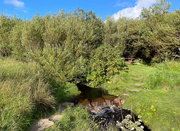 20th Aug 2024 - Stepping Stones