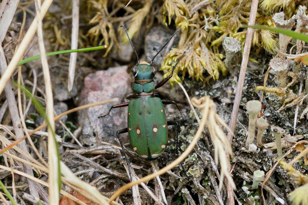 GREEN TIGER BEETLE by markp