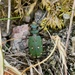 GREEN TIGER BEETLE