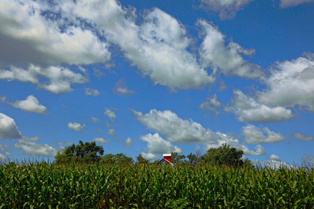 Where the Tall Corn Grows by lynnz