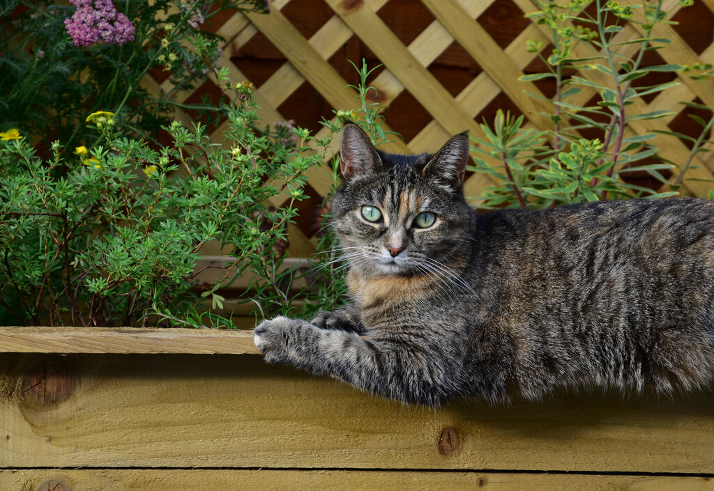 Can't a cat sit precariously on the edge of a planter without becoming a photo subject! by tiaj1402