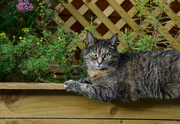 18th Aug 2024 - Can't a cat sit precariously on the edge of a planter without becoming a photo subject!