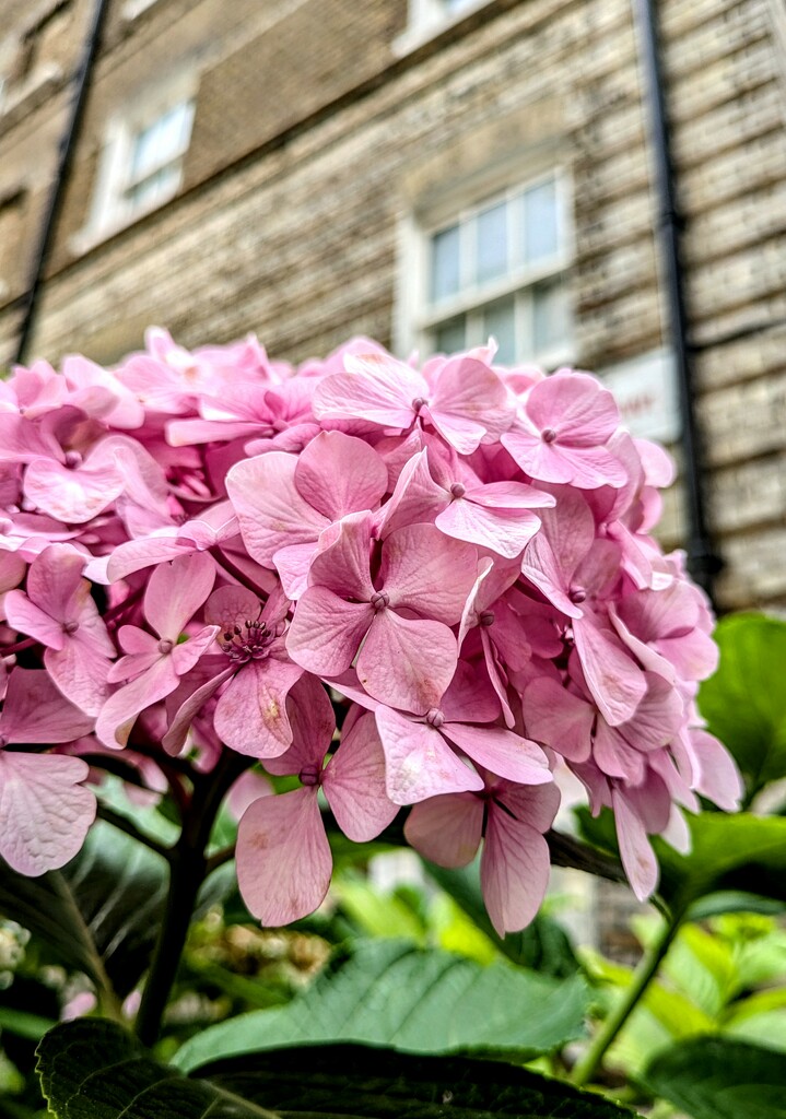 Hydrangea  by boxplayer