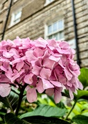 20th Aug 2024 - Hydrangea 