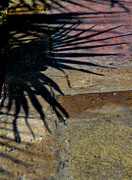 19th Aug 2024 - Afternoon shadows