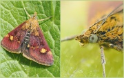 20th Aug 2024 - Mint moth 