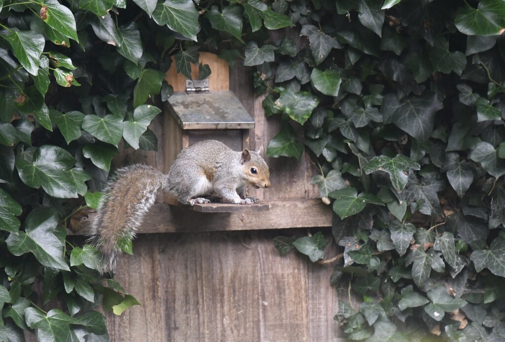 Squizzer at his nut box  by rosiekind