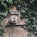 Squizzer at his nut box  by rosiekind