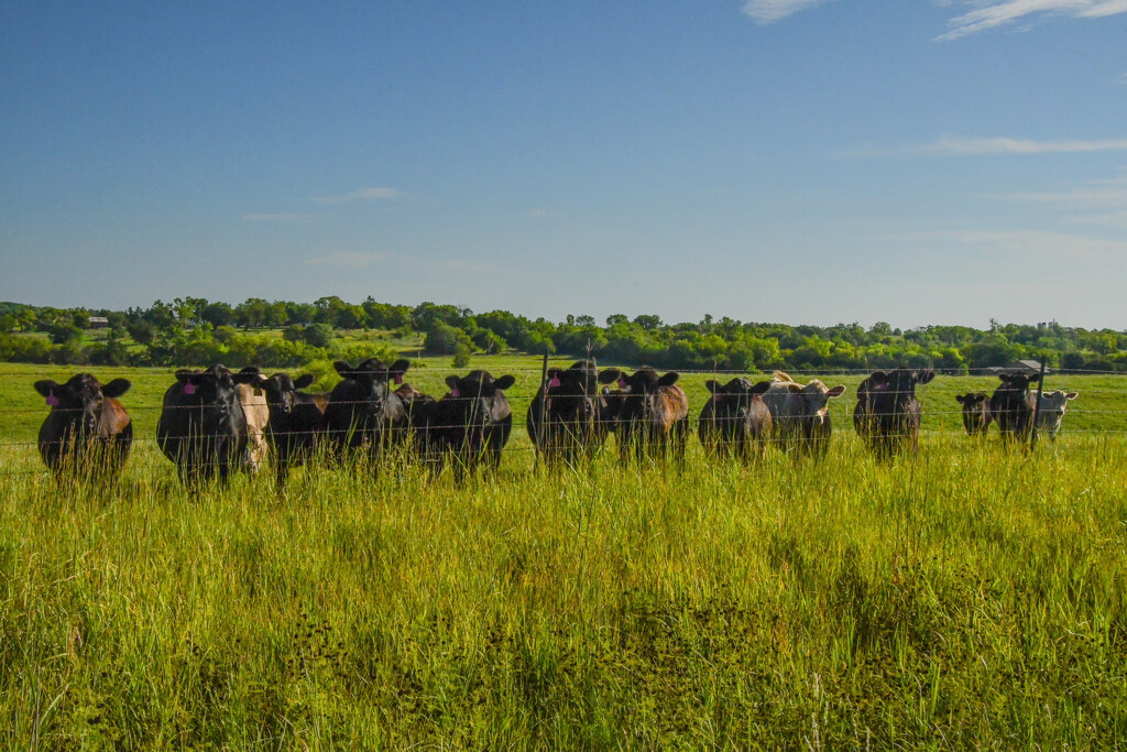 The Gathering by kareenking