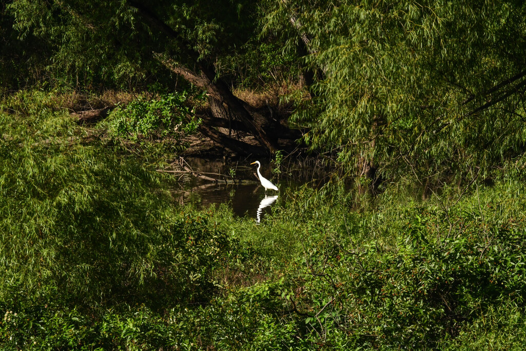 Secret Place by kareenking