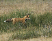 17th Aug 2024 - Beautiful Fox