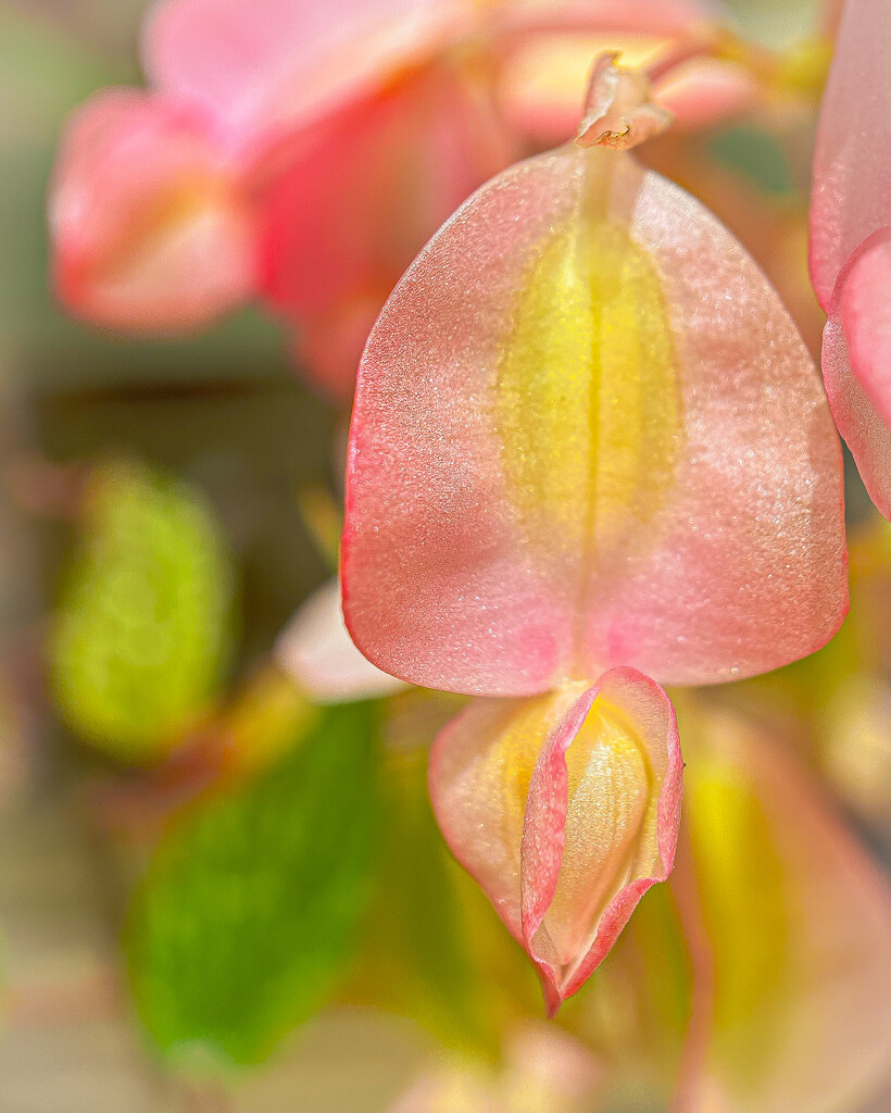 Pink Begonia by jnewbio