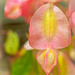 Pink Begonia by jnewbio