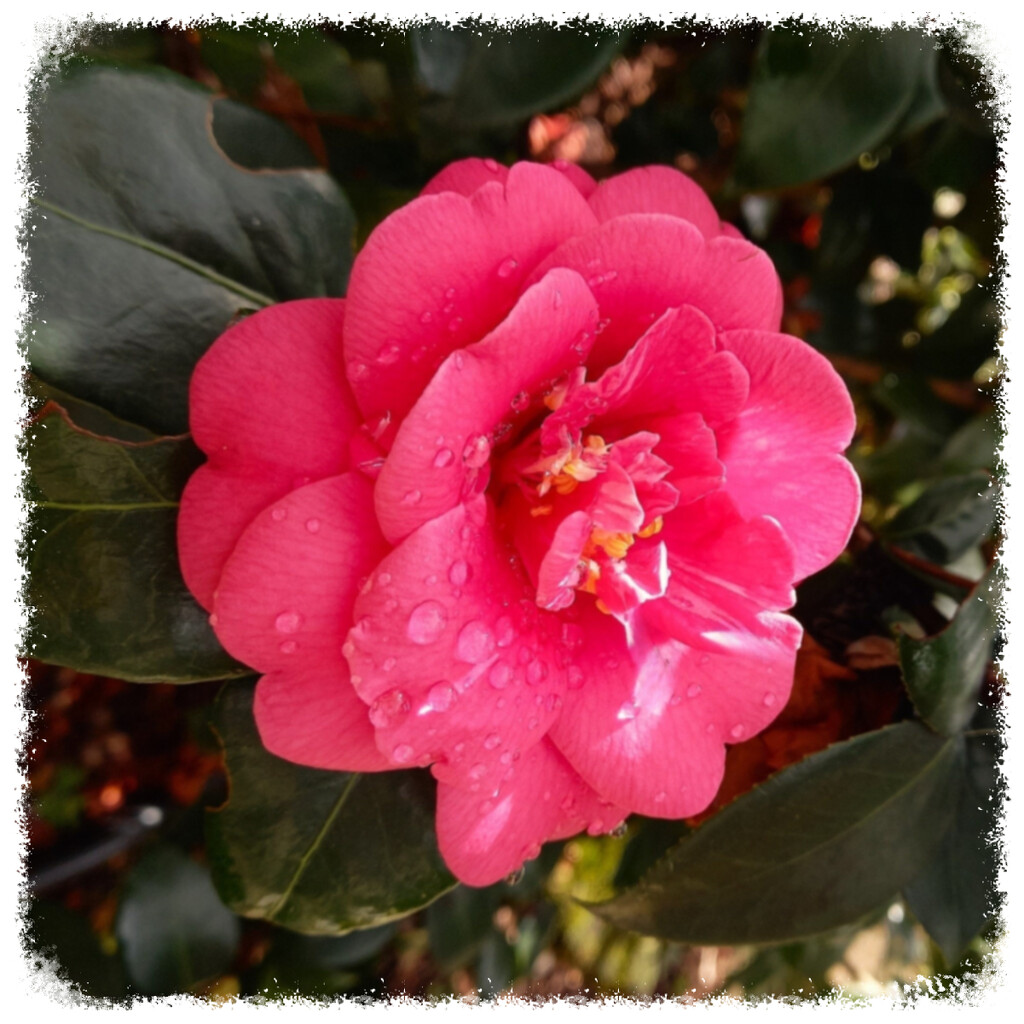 Hot Pink Camellia ~ by happysnaps