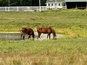 20th Aug 2024 - Horses by the fire pond