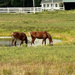 Horses by the fire pond by joansmor