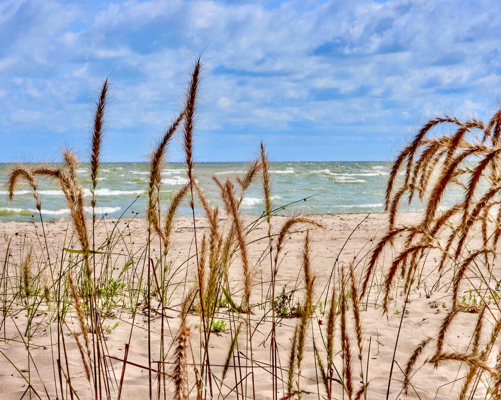 shoreline, Lake Huron by amyk