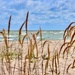 shoreline, Lake Huron by amyk