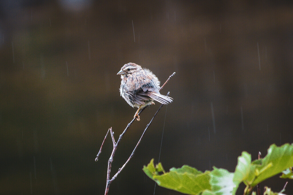 Singing in the rain by kim86