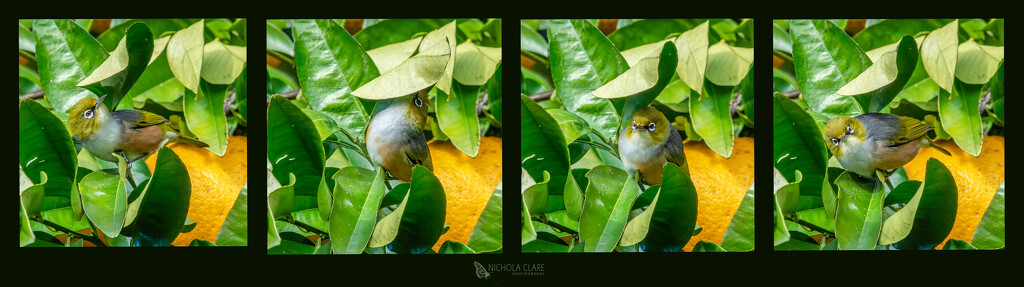 Silvereye catching bugs by nickspicsnz