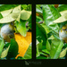 Silvereye catching bugs