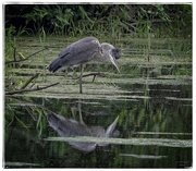 20th Aug 2024 - Crazy Bird!