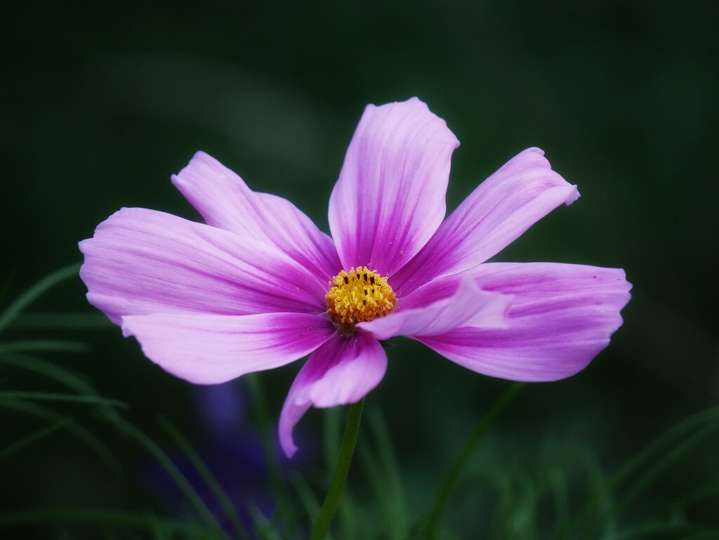 A romantic Cosmos flower by ljmanning