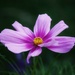 A romantic Cosmos flower by ljmanning