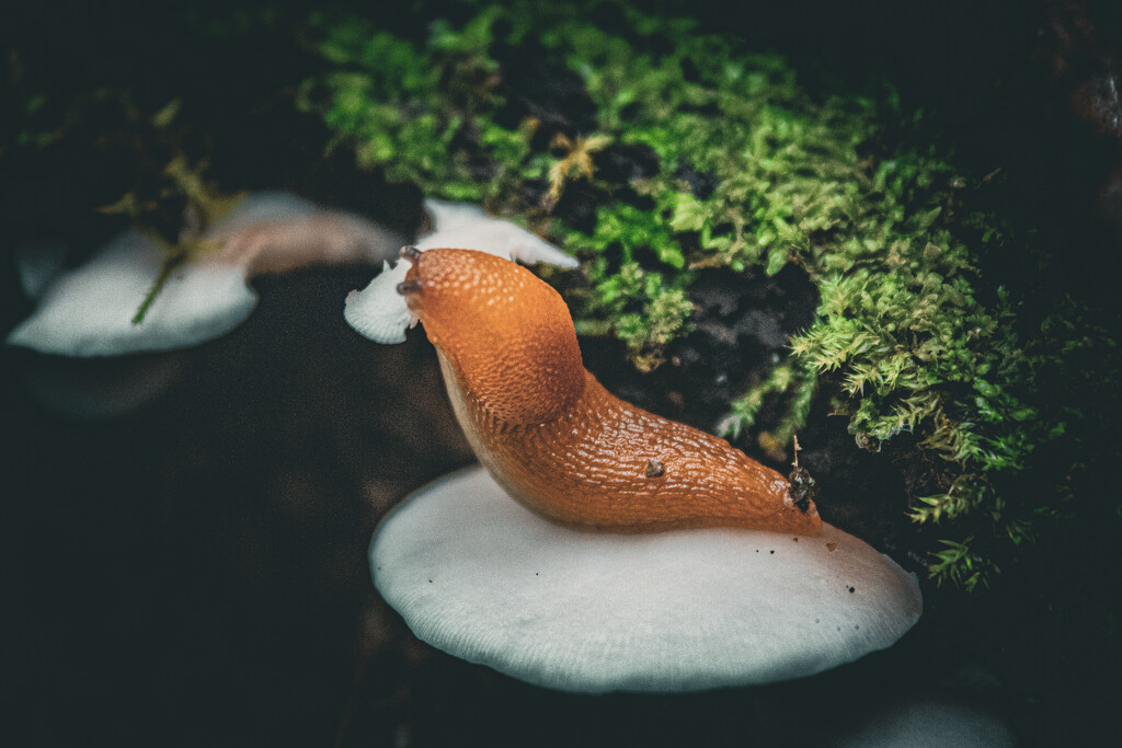 Slug snacking on fungus by rich81