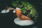 20th Aug 2024 - Slug snacking on fungus