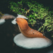 Slug snacking on fungus by rich81