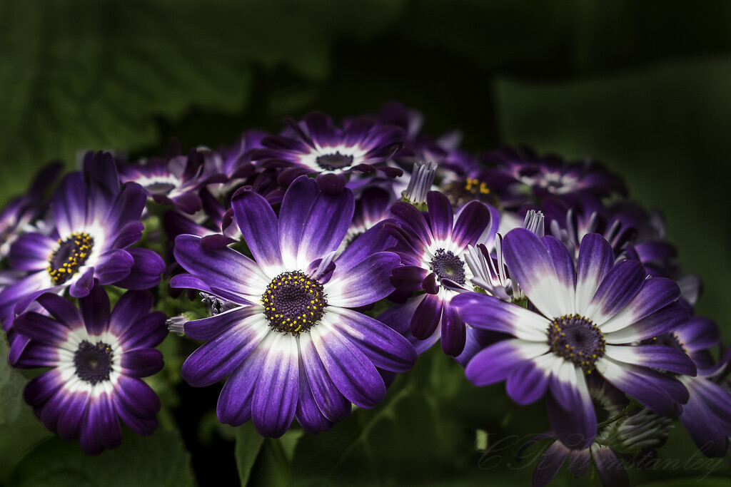 Cineraria by kipper1951